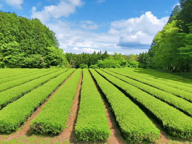 The new tea season has arrived!!